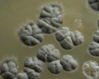 streptomyces colonies streptomyces colonies
